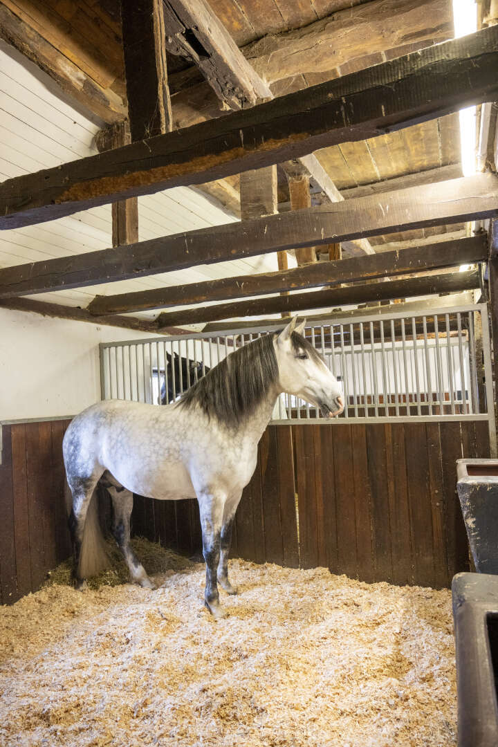 KANTRIE Hobelspäne Profi